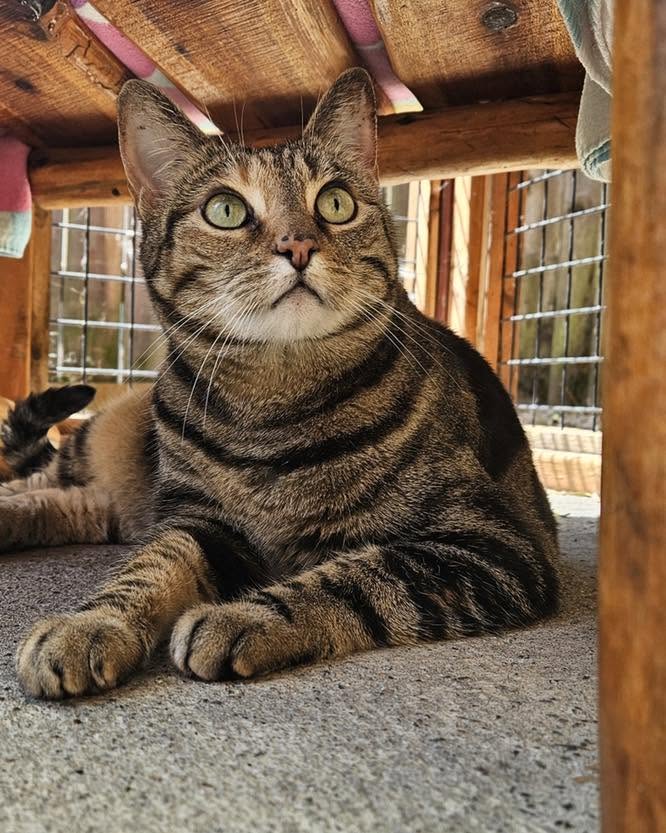 A cat resting in a calm indoor setting